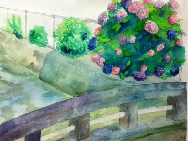 水辺の紫陽花