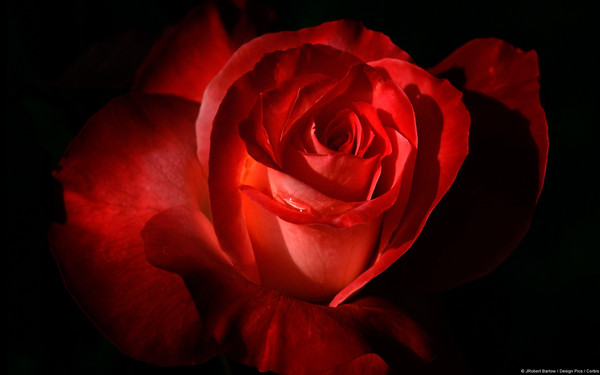 花1