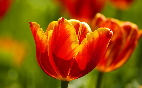 花2