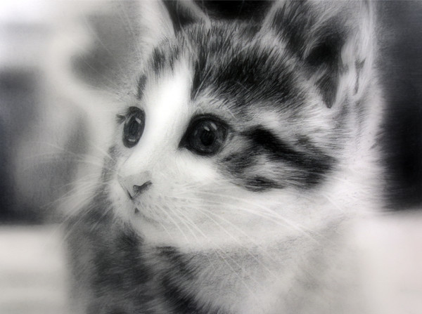 デッサン　猫
