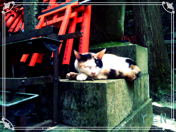 猫「…なんだ、人間か」