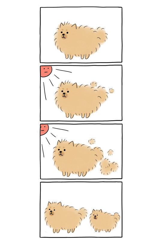 ポメの抜け毛