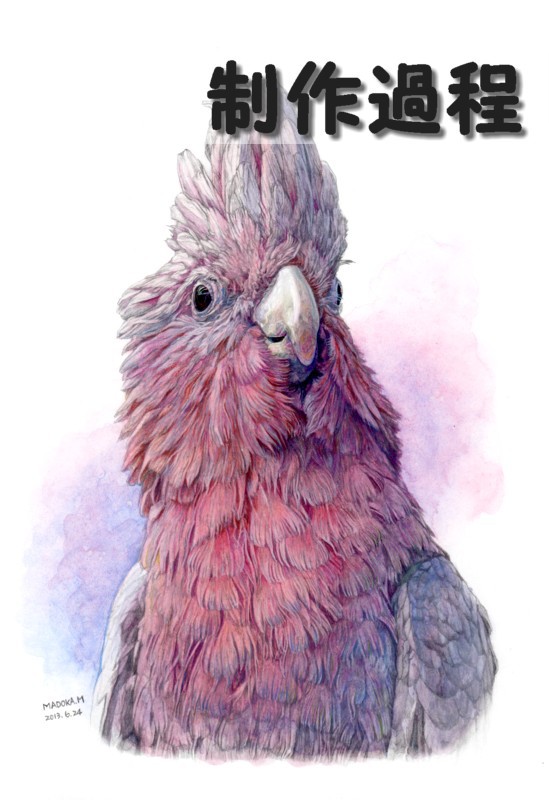 【リアル似顔絵】モモイロインコ・制作過程