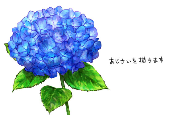 紫陽花を描きたい
