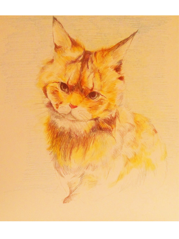 猫
