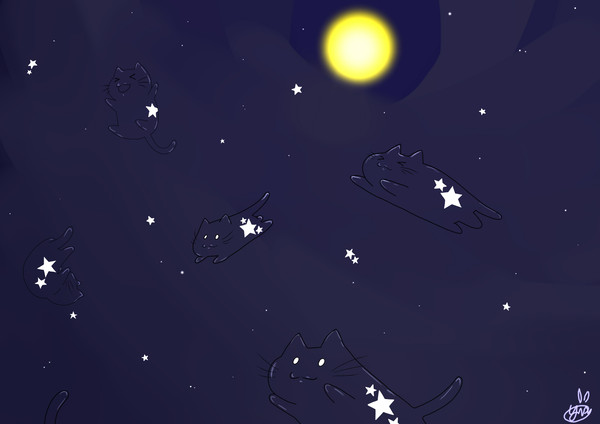 Cat the night sky