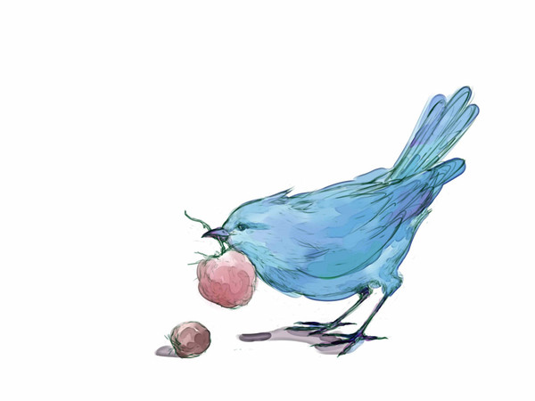 raspberry