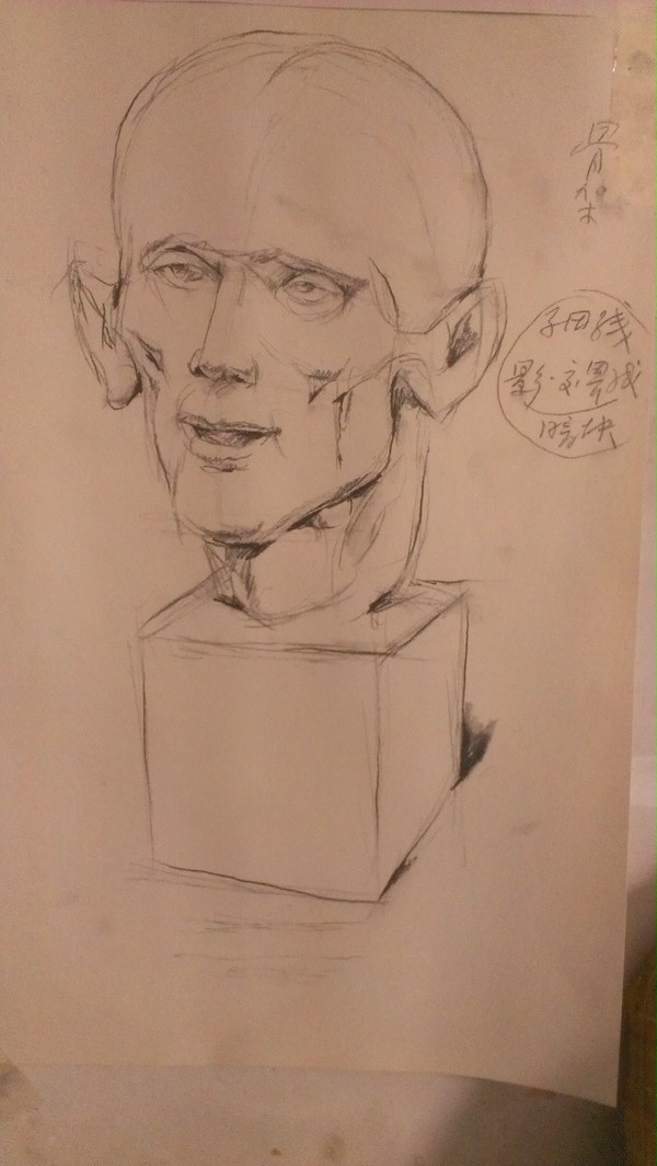 頭部の構造