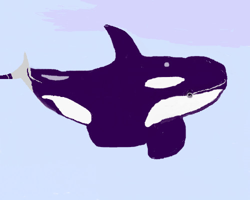シャチ