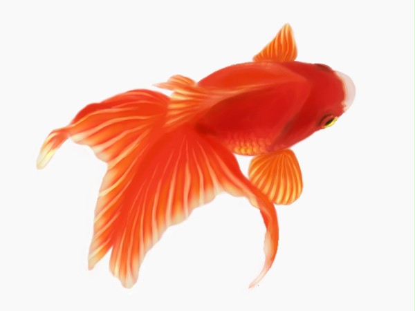 金魚