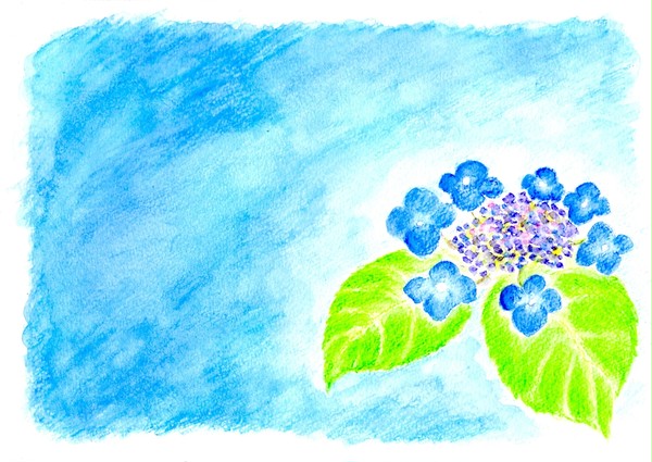 紫陽花
