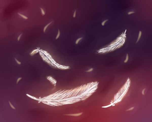 羽毛002