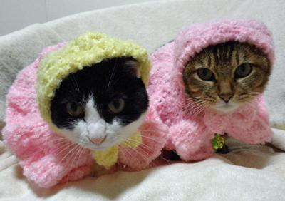 猫のお洋服
