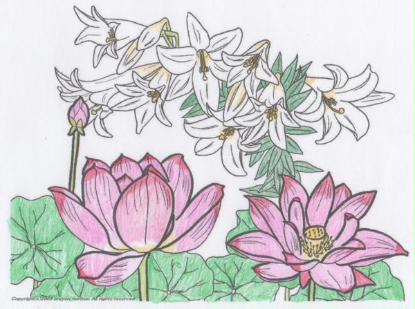 蓮の花と鉄砲ユリ