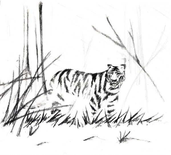 tiger in forest