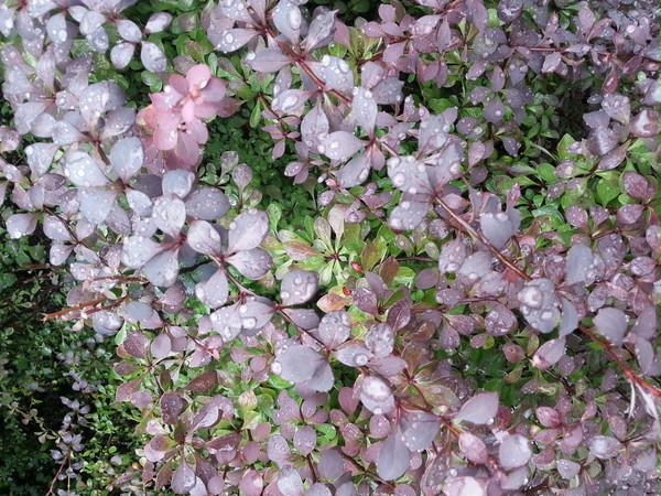 花。