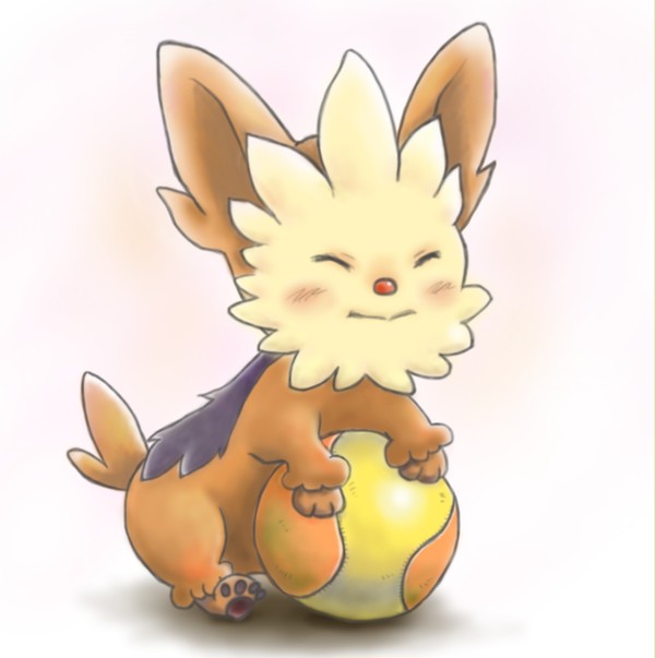 うちのヨーテリー