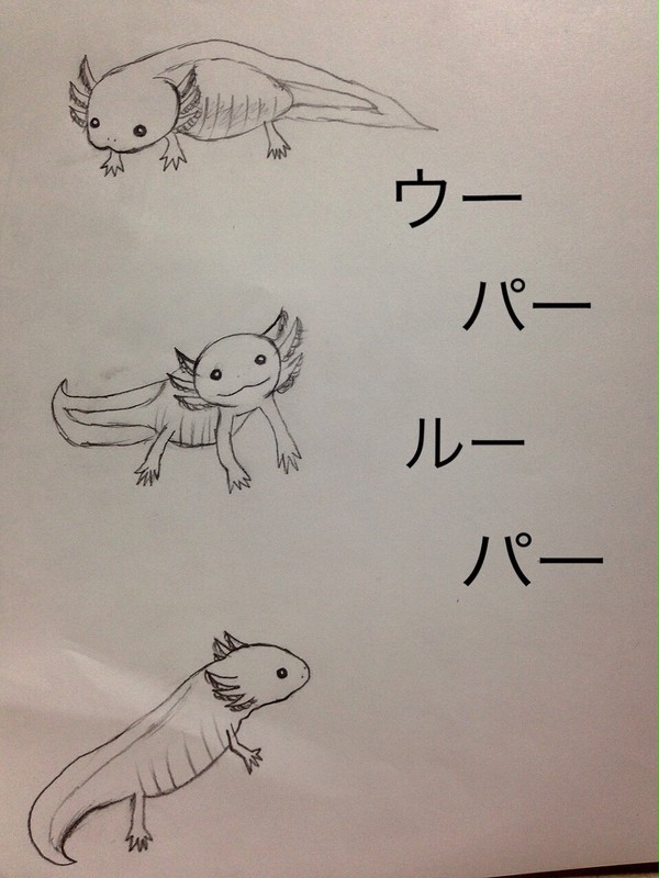 ウーパールーパー