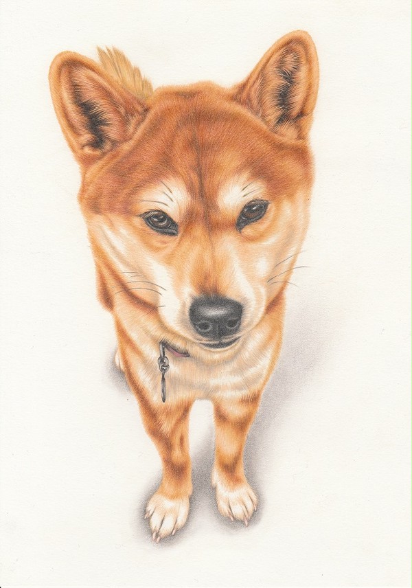 dog (Shiho)