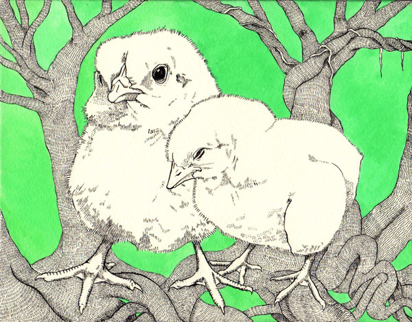 The bird -chicks-