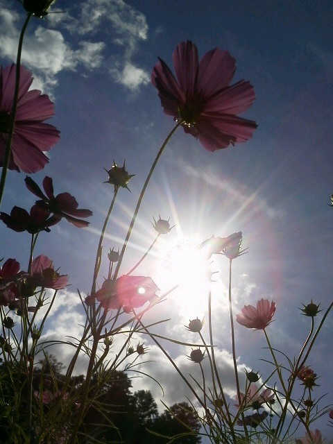 秋桜　