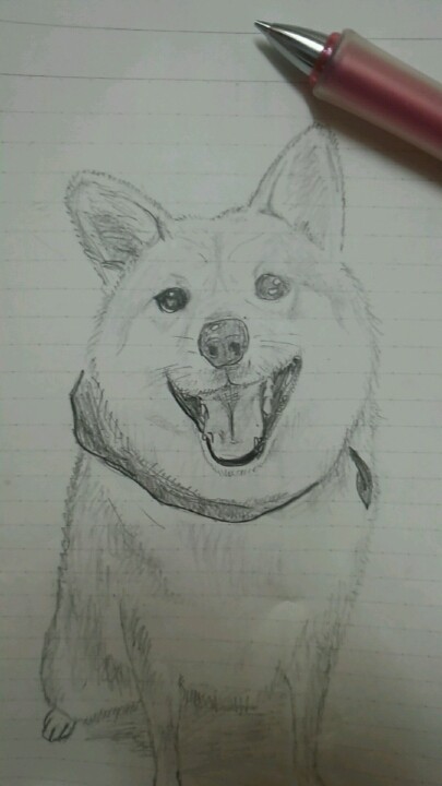 柴犬
