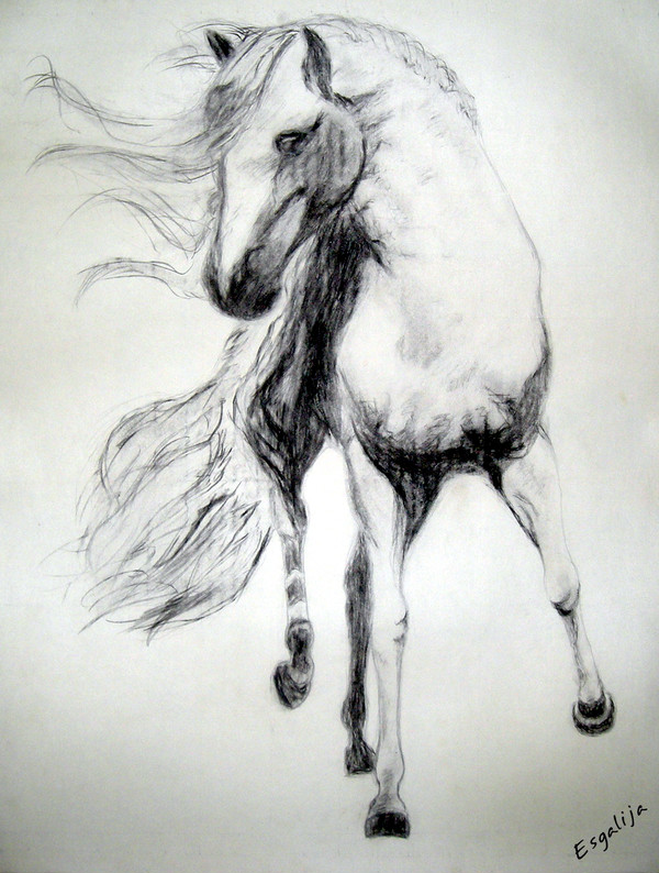 Andalusian
