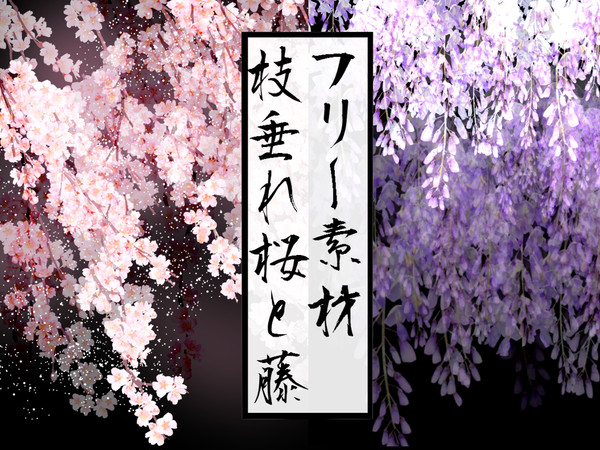【フリー素材】*桜と藤