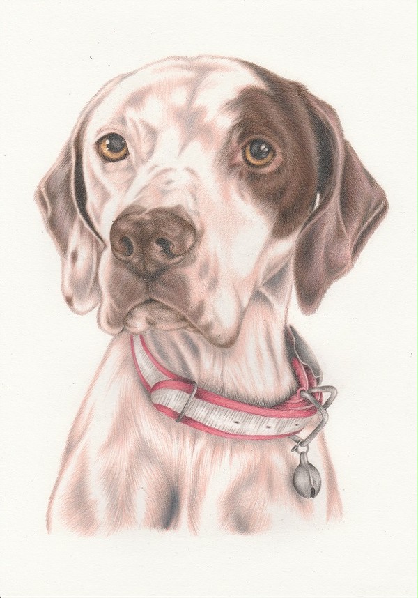 dog　(Moca)