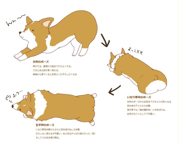 コーギーさん七変化