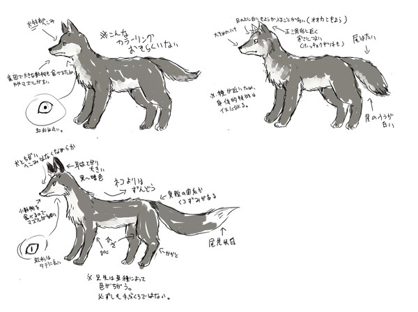 イヌとキツネとオオカミと