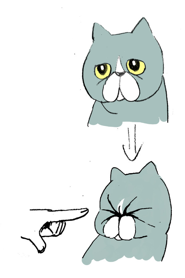 顔の平たい猫