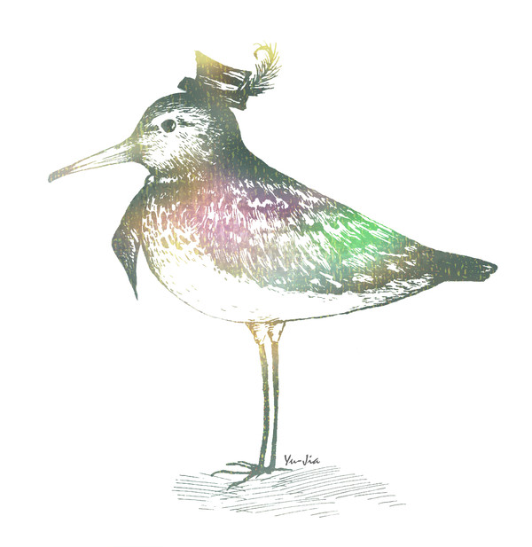 鳥‧白鶺鴒