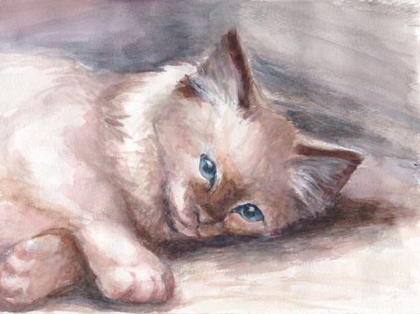 猫
