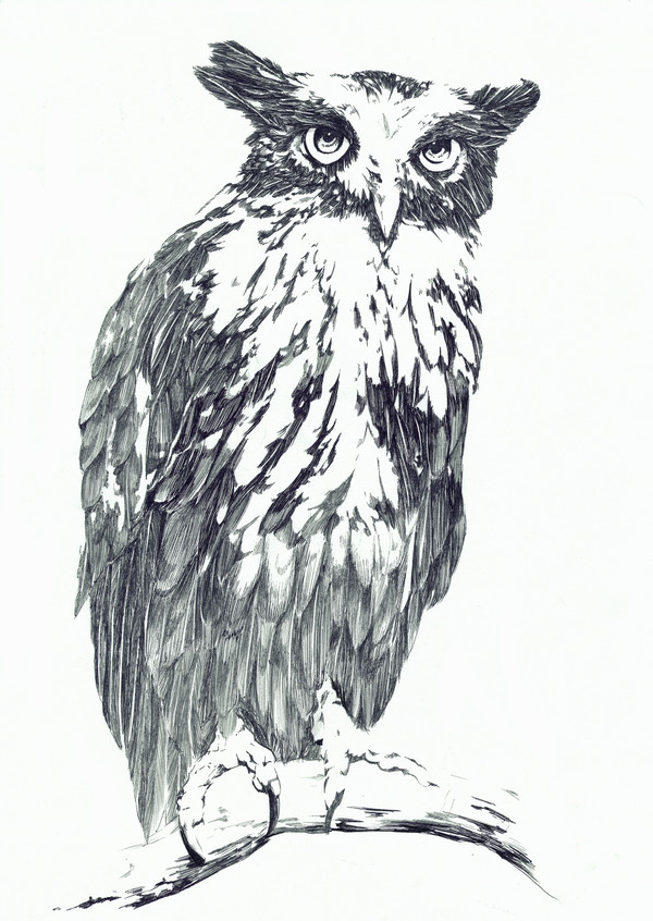Owl