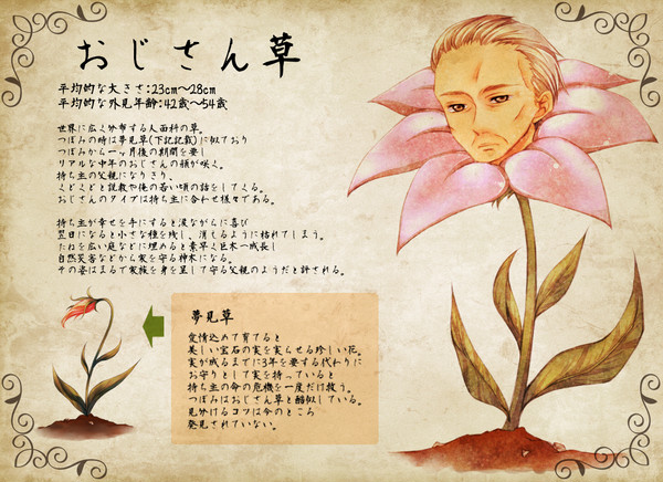 【PFFK】おじさん草【植物】
