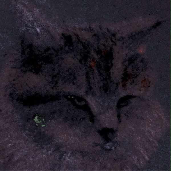 ネコ
