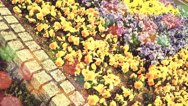安全地帯に咲く花