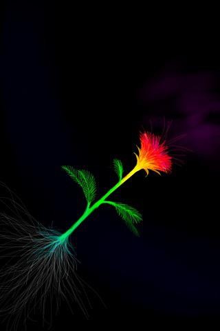 闇の花
