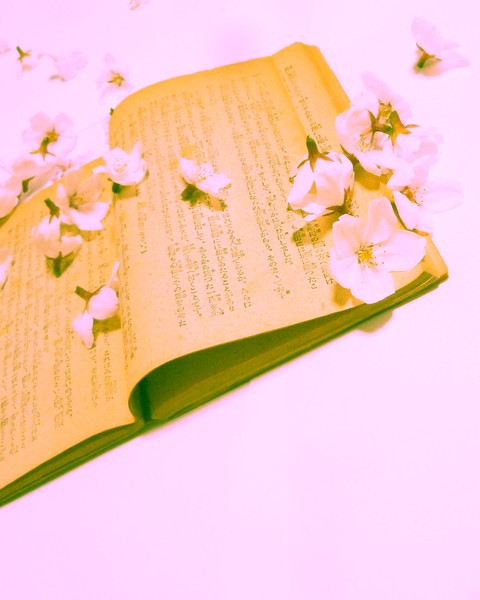 【小説用背景】桜詰め合わせ5
