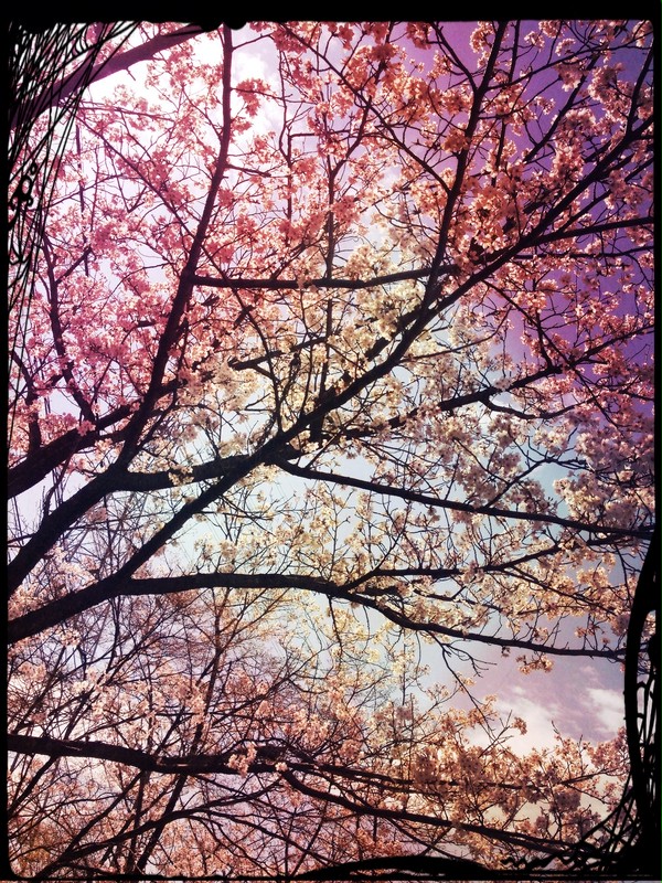 桜前線異常ナシ
