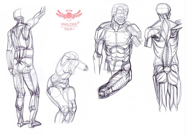 anatomy studies