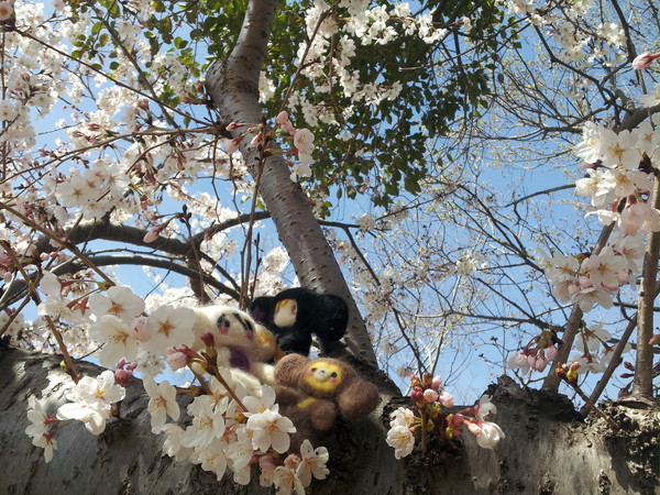 ＊桜チェブリーチ＊2014