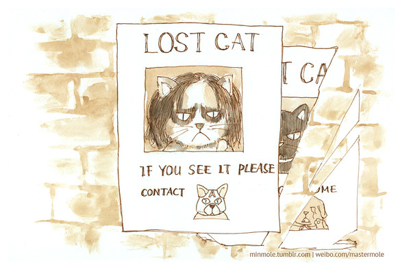 LOST CAT