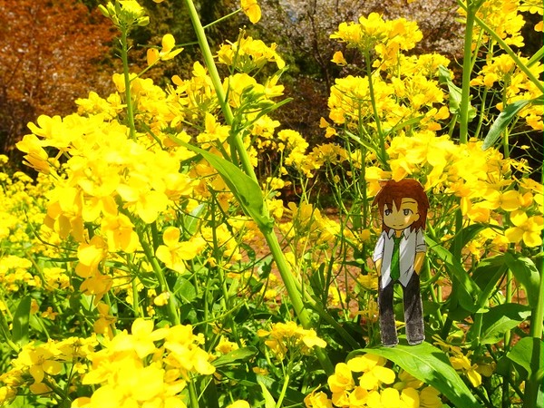 菜の花。