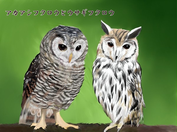 【ＨＱ！】あかぼくのせいで夜もねむれない【腐向け】