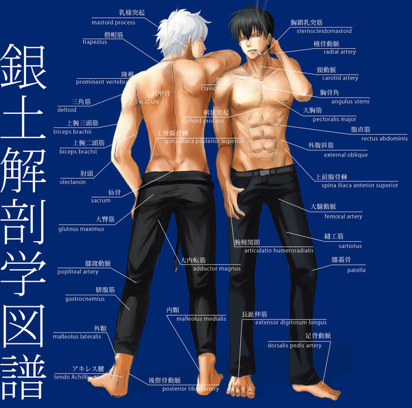 【骨血管プチアンソロジー】銀土解剖学図譜【SCC23】