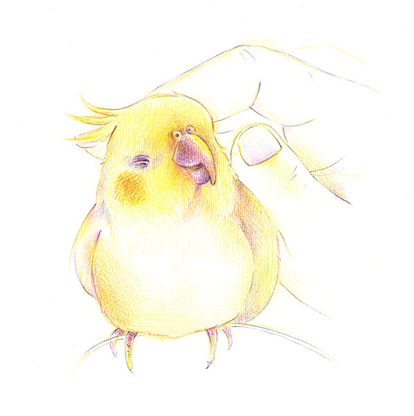 黃毛