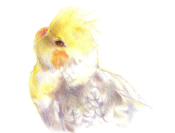 鳥媛媛