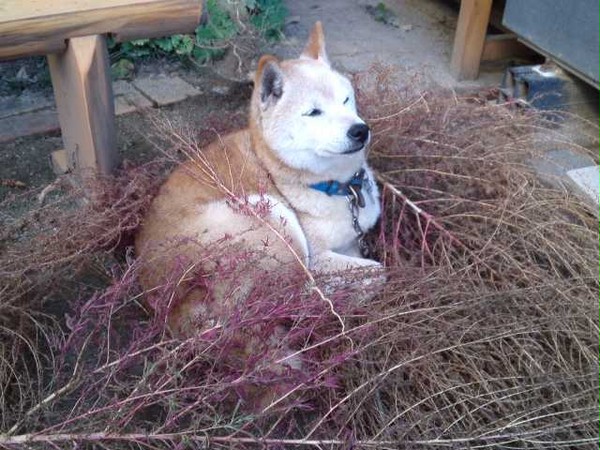 ありがとう　さようなら